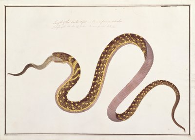 Large snake eating another, from Drawings of Animals, Insects and Reptiles from Malacca by Chinese School